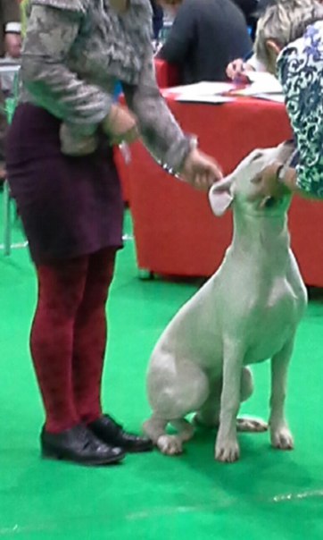 dogo argentino puppy