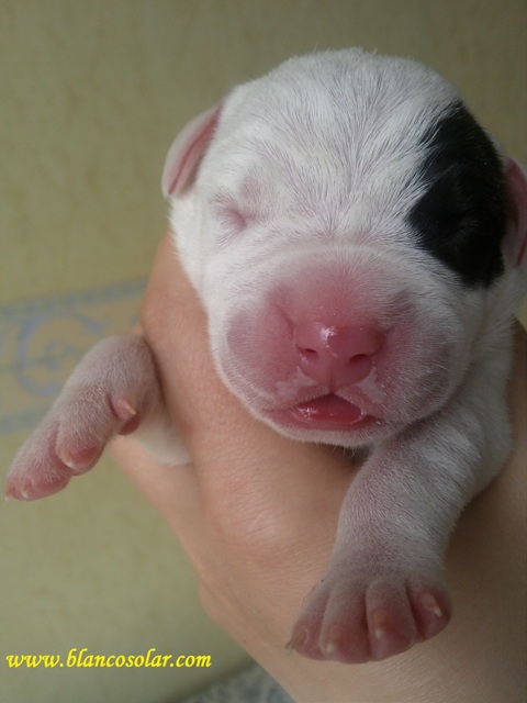 dogo argentino puppy