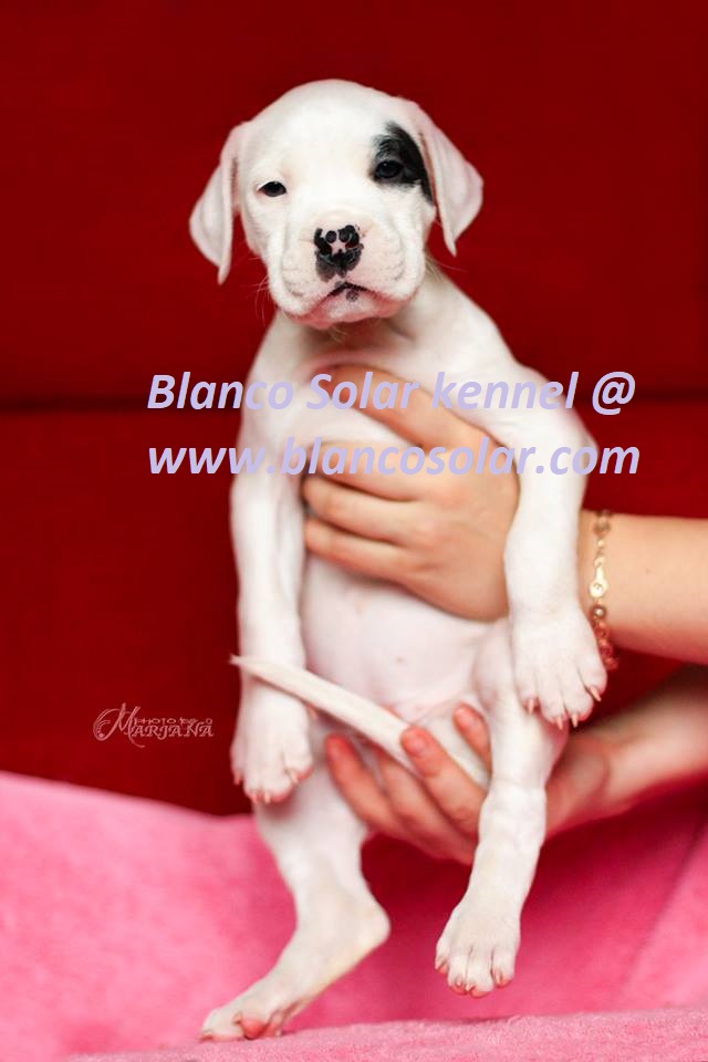 Puppies Dogo Argentino Puppies Breeding