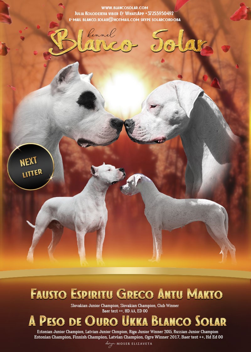 Dogo best sale argentino champion