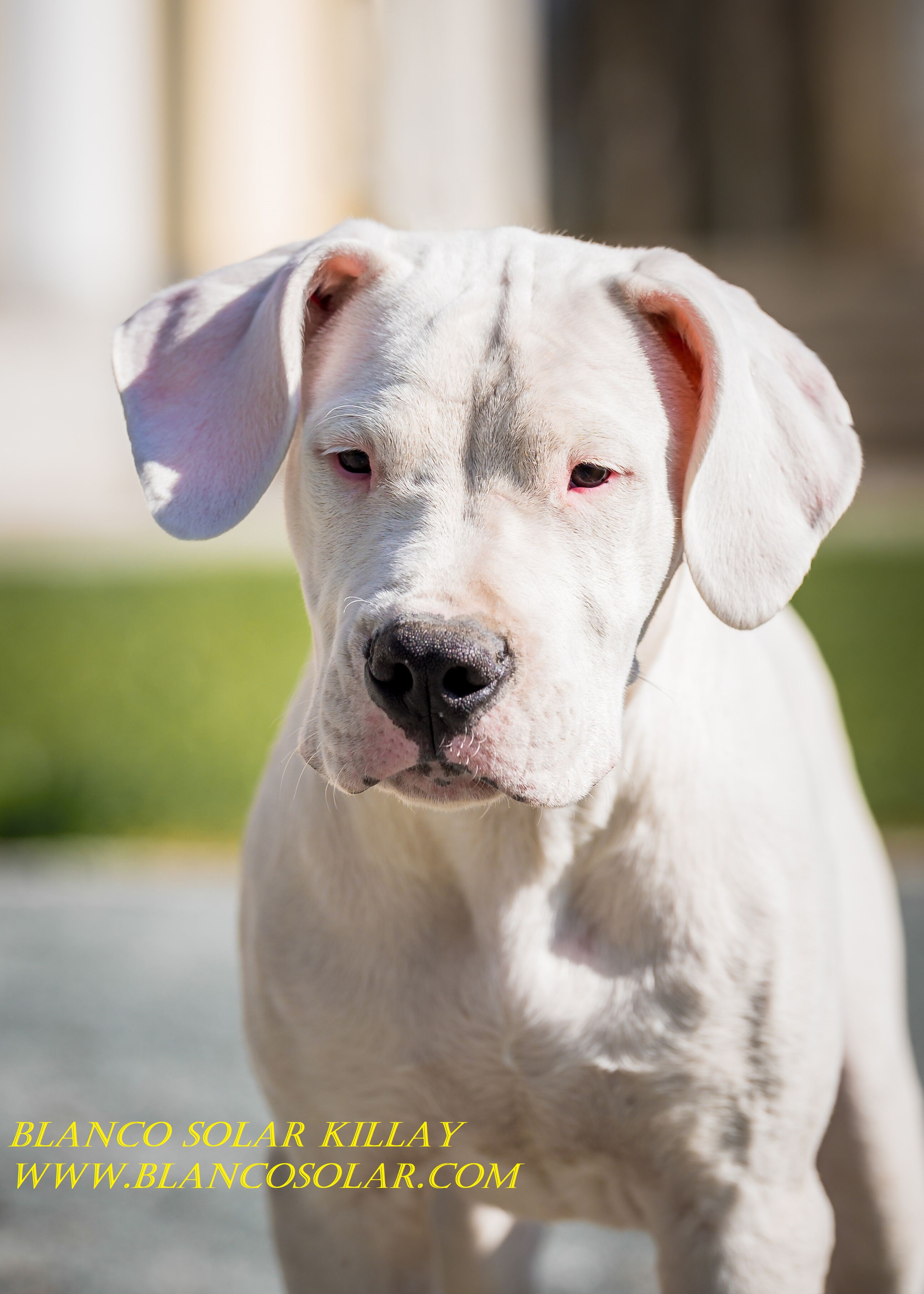 Dogo argentino sale puppy