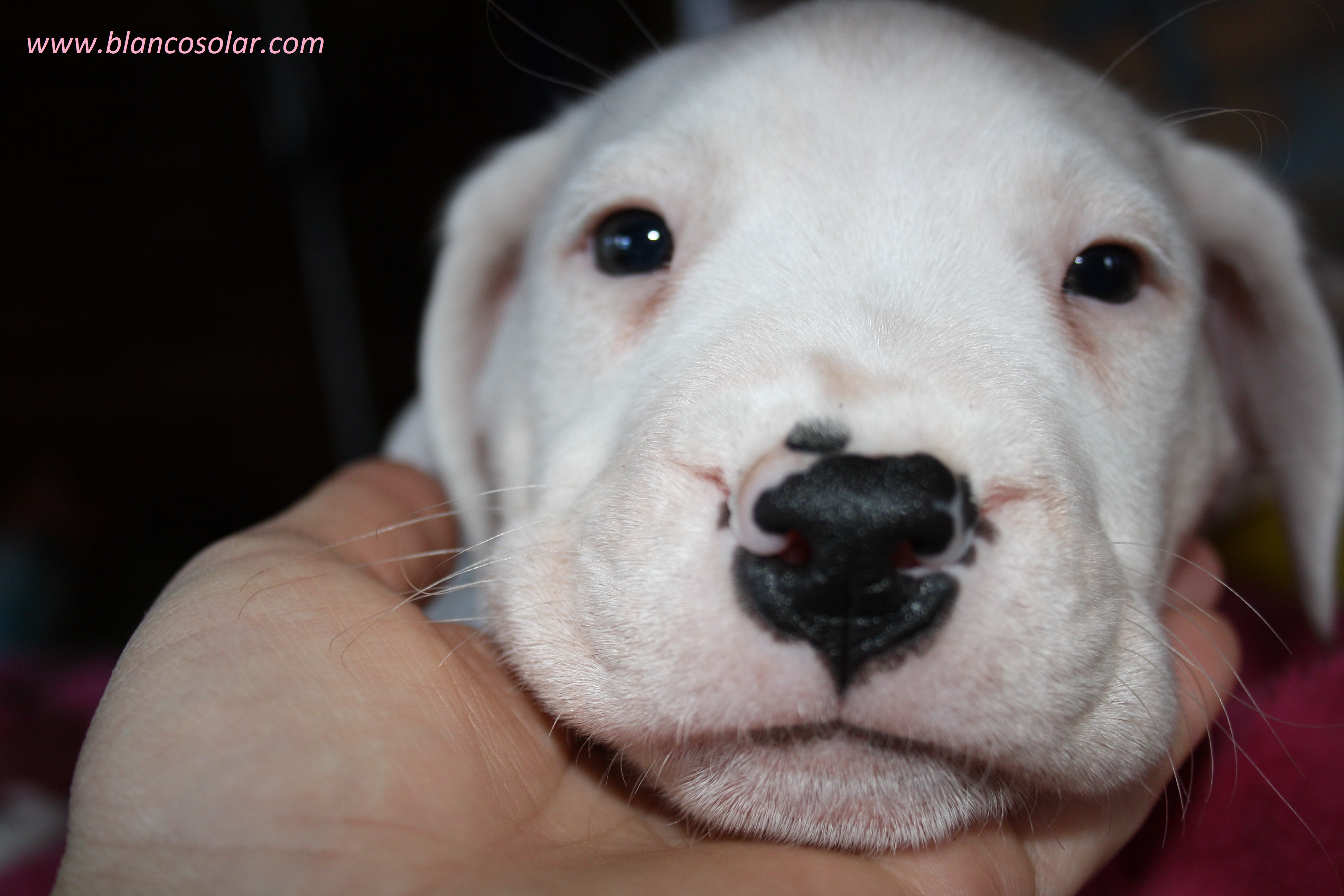 Puppies - Dogo Argentino puppies breeding