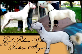 Dogo Argentino Puppies For sale, Milcayac Dogos