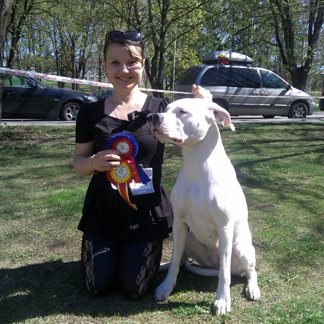 dogo argentino