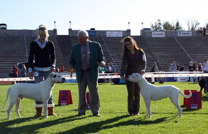 Dogs on the World Stage: Dogo Argentino