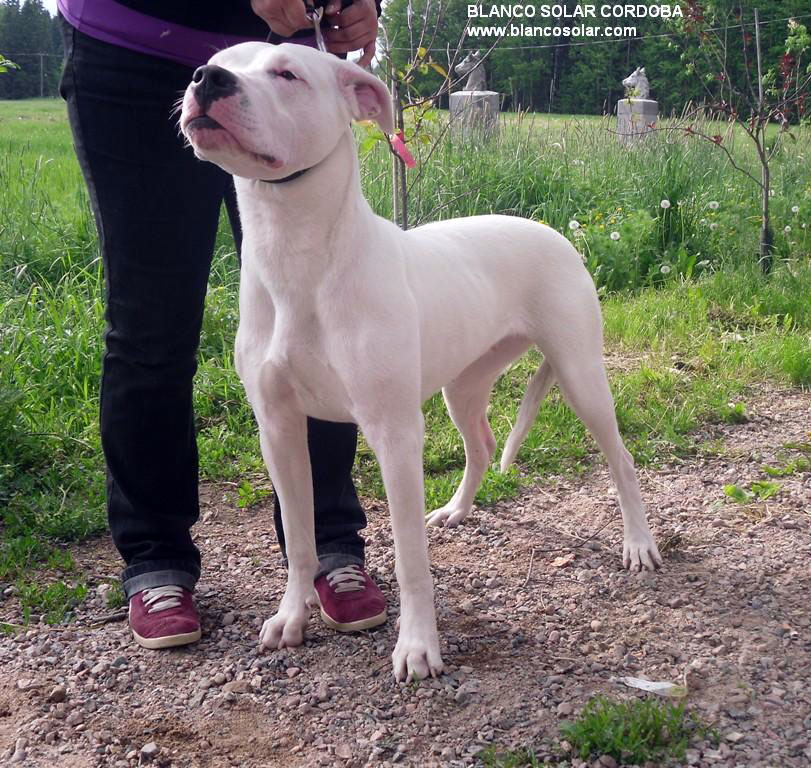 Blanco Solar Dogo Argentino